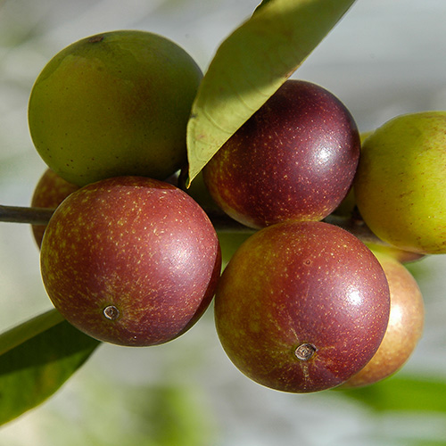 Camu Camu